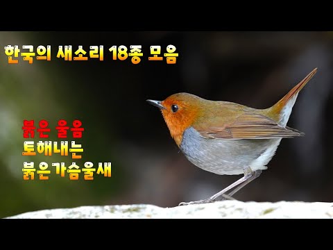 한국의 새소리 18종 모음 검은등뻐꾸기 후투티 붉은가슴울새 멧비둘기 꾀꼬리 긴꼬리딱새 종다리 무당새