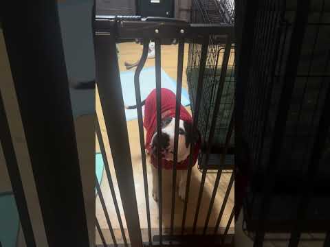 Did Harley let the dogs out?! #viral #fyp #real
