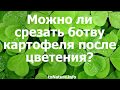 Можно ли срезать ботву картофеля после цветения?