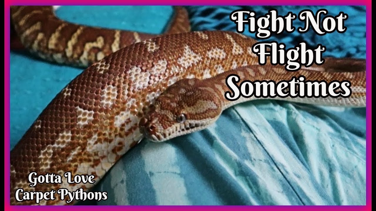 caring for rat snakes Getting It Right So What Is The Wrong With Snakes?