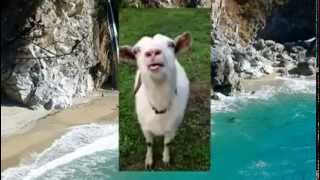 Смешная коза показывает язык, забавные животные
