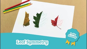 Leaf Symmetry | Daycare Activities