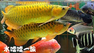 1150923 水噹噹一族