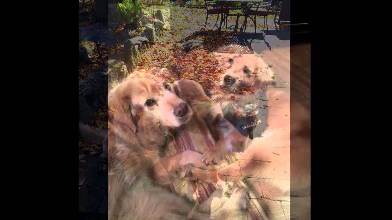 Leto, See you on the Rainbow Bridge (HD)