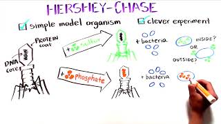 The Hershey Chase Experiment