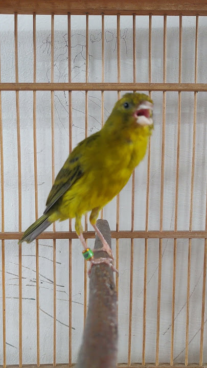 Kenari Hijau Botol Gacor #kenarigacor