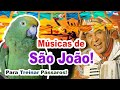 Canto papagaio - 5 assobios de São João para destravar papagaios! Treinamento de papagaio