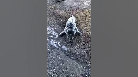 Watch a baby seal who was stranded in Ellsworth