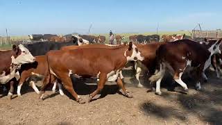 48 vacas paridas en Estación DRYSDALE, CARLOS TEJEDOR, BUENOS AIRES