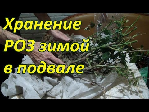 ХРАНЕНИЕ РОЗ ЗИМОЙ в ПОДВАЛЕ