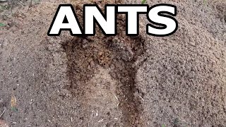 Ants All Over My Yard