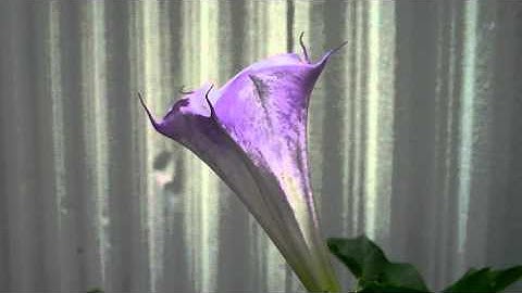 Datura Fastuosa Opening