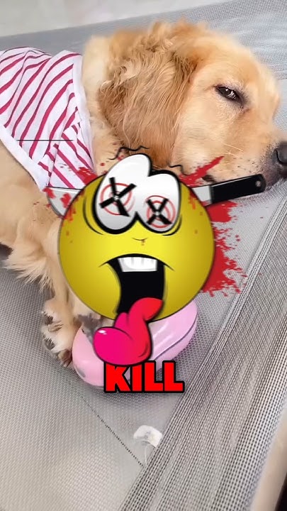 ANIMALS THAT KILL THE MOST HUMANS scary shorts YouTube top-5-animals-that-kill-the-most-humans-shortsfeed-youtube