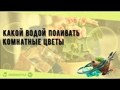 Какой водой поливать комнатные цветы