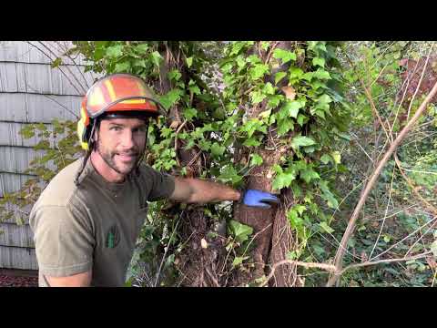 וִידֵאוֹ: Ivy Damage To Trees - How To Remove English Ivy From Trees