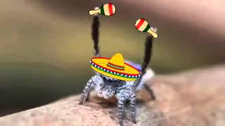 Arana Pavo Real Mexicana Youtube Arana Pavo Real Mexicana Youtube