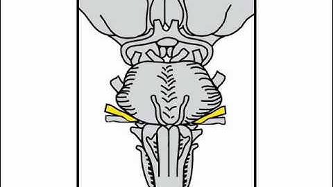 Neurologic Exam Cranial Nerves Anatomy :  Cranial Nerve 7