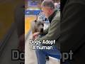 A hopeful day at the adoption event #animal #dog #adoption