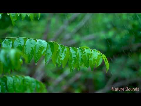 Relaxing Piano Music & Rain Sounds 🌧️ Deep Sleep, Stress Relief, Focus & Peaceful Mind | 3 Hours