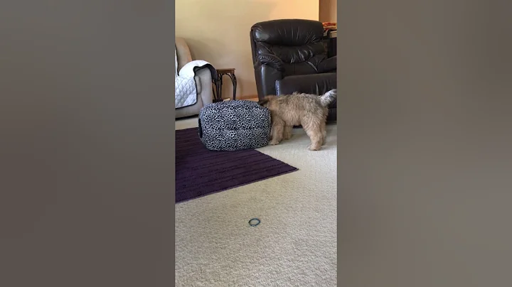 Puppy, Mia meets Kitten, Abby!!