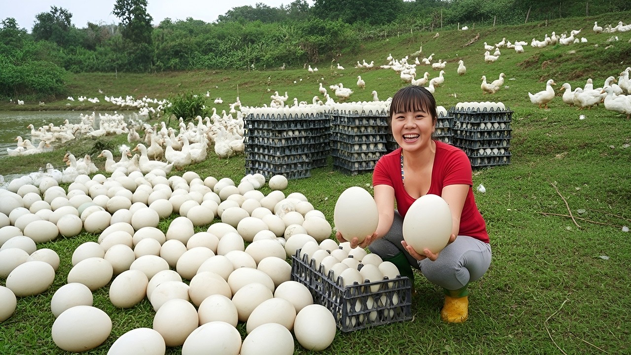 Cosecha Masiva de Huevos de Pato 🥚 Venta en el Mercado y Cocina Campesina con Tomate