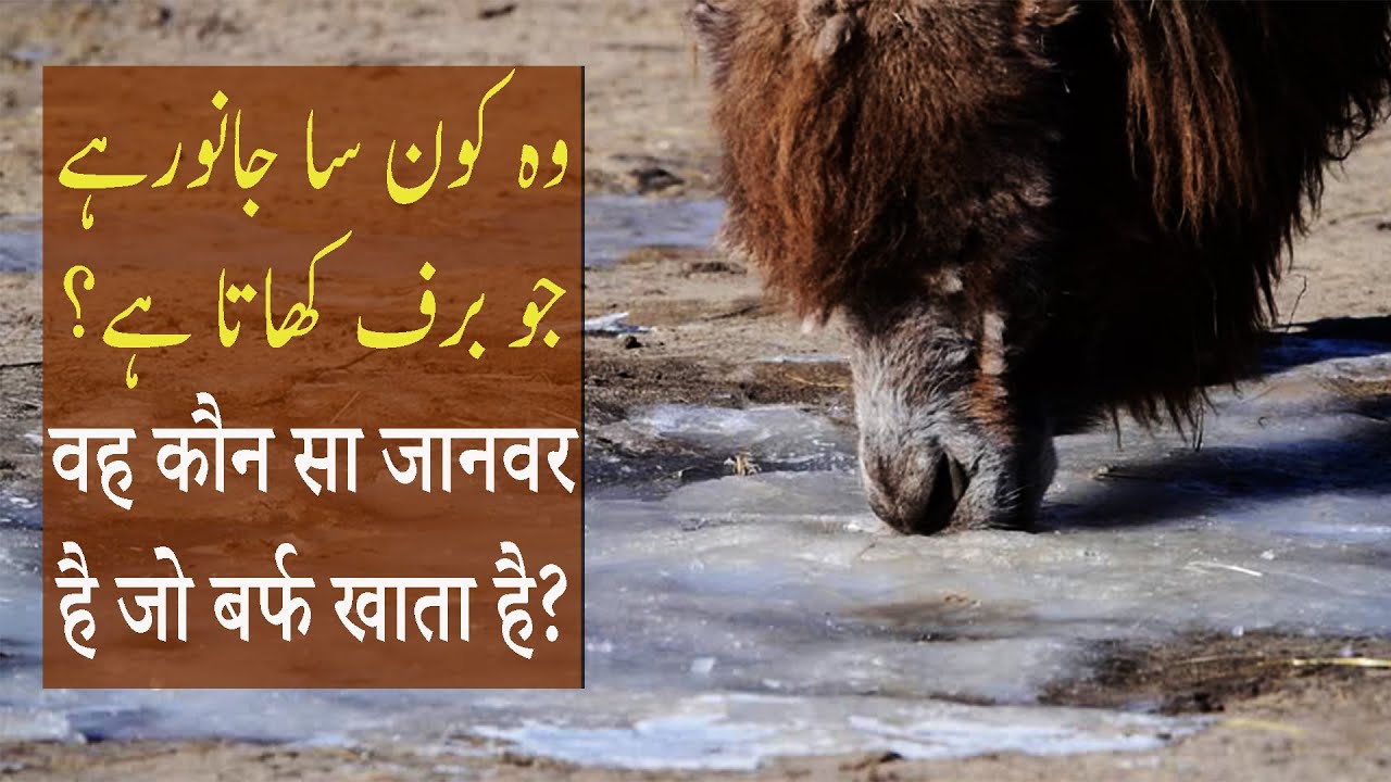 Ice Eating Animal of Desert Gobi!