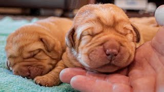 Super Chonky Fox Red Labradors | 1 Week Old
