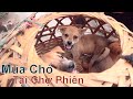 Phiên Chợ Chó Mèo Cảnh Lớn Nhất Hà Nội/ Chợ 365 Hà Đông/ NhamTuatTV - Dog in Vietnam