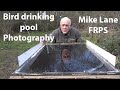 Bird photography drinking pool