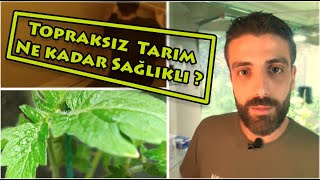 Topraksız Tarım Hidroponik Tarım Ne Kadar Sağlıklı?