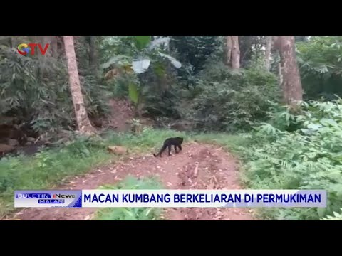 Macan Kumbang Berkeliaran di Permukiman Warga Serang, Banten - BIM 16/12