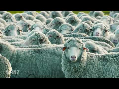 Video NZ merino exported to Asia, but is it handled... - youtube