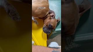 How Dogs React When They First See Me At Dog Daycare