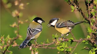 Great tit and robin