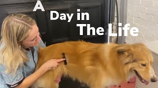 DAY IN THE LIFE OF A DOG GROOMER | Matting | Anxiety | Husky's |WFH