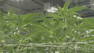 As the 2024 legislative session comes to an end where does medical marijuana stand?