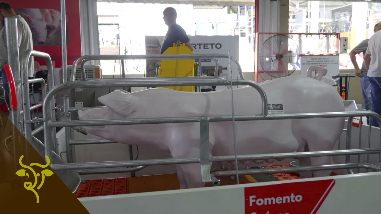 Show Rural Coopavel: nutrición robotizada de cerdos y desarrollo productivo | GP #101