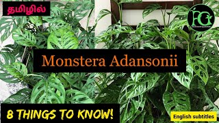 Monstera Adansonii 8 Thinks To Know || Care & Tips #தமிழில் #monstera #buyplants #plantsale #online