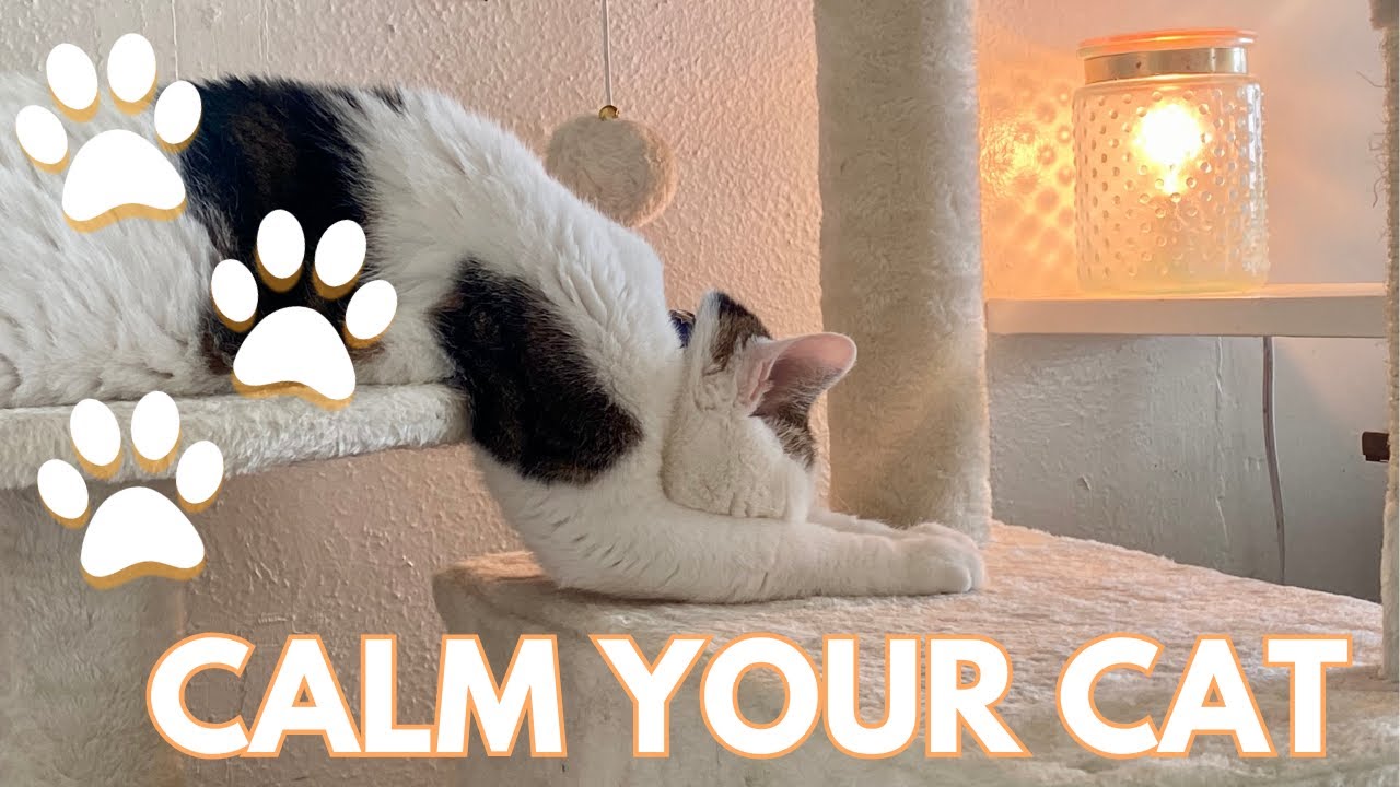 *no ads during* Calming Music for Cats 🐈 💕 10 hours of Relaxing Sounds ...