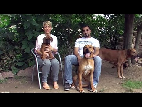 Video: Pasmine Pasa Rodezijski Riđbek Hipoalergijski, životni Vijek