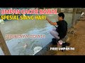 mancing bawal siang hari dikolam dengan umpan ini jaminan strike terus, buruan langsung coba | SESI2
