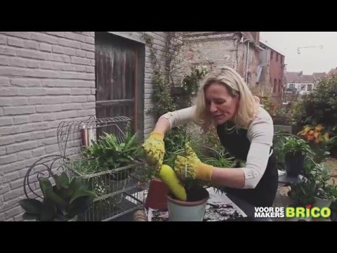 Video: Mijn Kleine Groene Oase