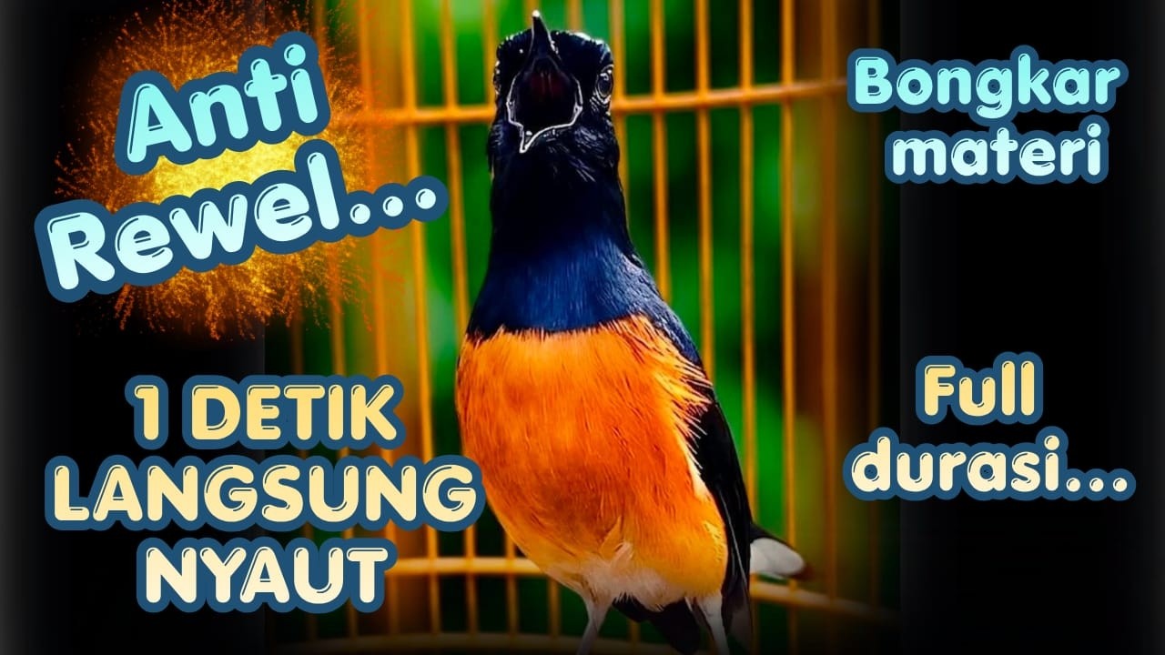 Suara Pancingan Murai Batu Gacor AMPUH Menaikkan EMOSI Murai Batu diam Langsung Nyaut Bunyi GACOR