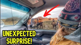 UNEXPECTED Surprise While Away From the Ranch! by Cross Timbers Bison 73,510 views 3 months ago 19 minutes