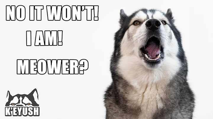 Husky Speaking Almost Perfect English 30 Times!