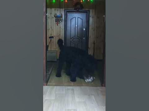 что за лев этот тигр? - YouTube
