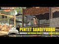 Piala Raja Pentet Sandiyudha Harumkan Banyuwangi Higam Sf Dengan Mahkota Raja Mp3 - Mp4 Download