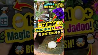 Budgie Breeding progress #shortsfeed #budgies #breeding #gardening
