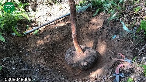 Phôi sim rừng bầu chuẩn.Hoa bạn và tôi