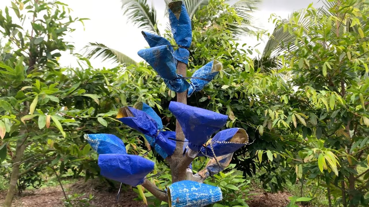 Kỹ Thuật Ghép Mai SBBL Trồng Đất và Những Lưu Ý Khi Ghép Mai Vào Mùa Mưa//08-08-2023.